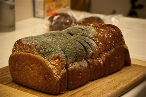 molds in bread in tagalog|mold in Tagalog .